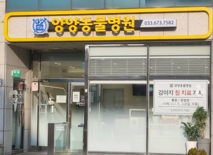 “디스크·통증으로 아파하는 반려동물, 이제 침 치료로 다스린다”… 양양동물병원, 한방 침 치료 본격화